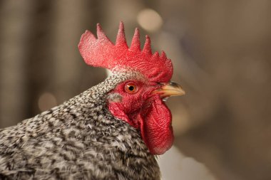 Bulanık bir arka plan üzerinde Motley horoz. Çiftlikte motley horoz yakın. Tavuğu dışarıda kapatın. Portre benekli horoz.