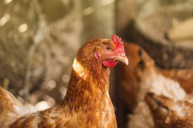 Bahçede hen. Kümesteki tavuk. Bir çiftlikte Bio tavuk yakın