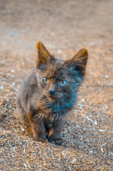 Obdachlose Katze Auf Der Straße Baby Streunende Katze Wildes Kätzchen — Stockfoto