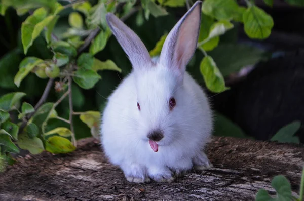 Pequeño Conejo Sobre Hierba Verde Pequeño Conejo Blanco — Foto de Stock