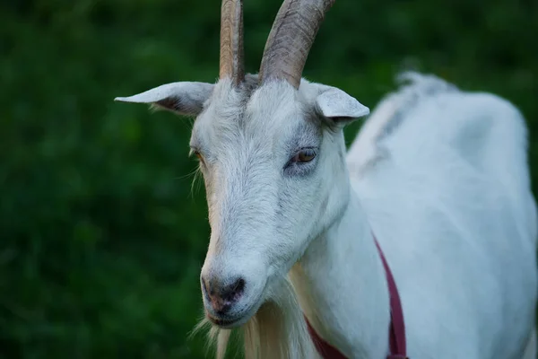 Porträtt White Adult Goat Bete Ängen Field Geten Den Gröna — Stockfoto