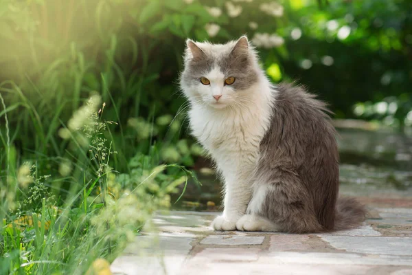 小猫在阳光下花园里玩耍 猫在草地上 花坛上的灰色蓬松猫 花园里可爱的小猫 — 图库照片