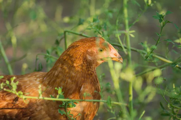 Frango Castanho Galinha Castanha Agricultura Livre Fechar Cabeça Galinha Marrom — Fotografia de Stock