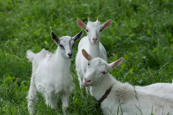 Goats Family Farm Herd Goats Playing Goat Her Cubs Farm Stock Photo