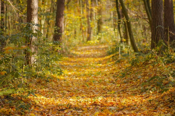 Çevredeki yolda orman var. Peri masalı ormanı. Sonbahar yapraklarının arasından geçen toprak yol. 