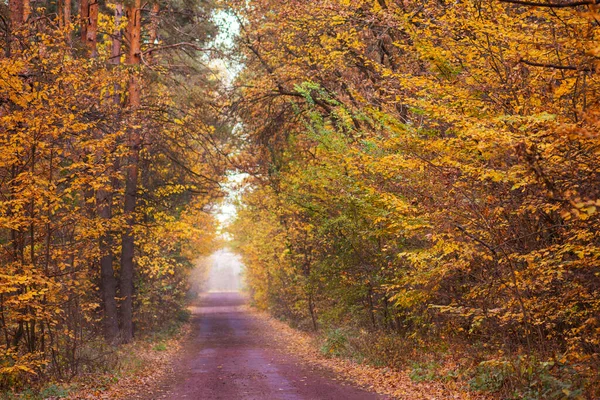 Wald Der Umliegenden Straße Märchenwald Schotterpiste Durch Fallende Laubbäume — Stockfoto