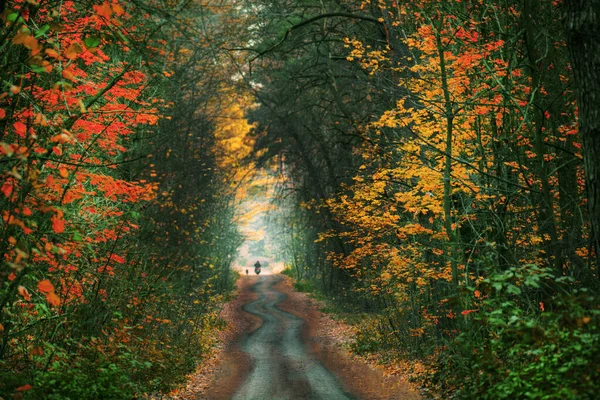 骑摩托车和狗在令人叹为观止的秋天森林里走在自然的小径上 秋天夕阳西下的路 骑摩托车的人在秋天的森林里 — 图库照片