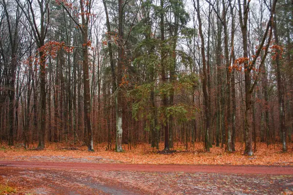 Majestueux Paysage Rural Automne Manière Feuilles Tombantes Sur Forêt Automne — Photo