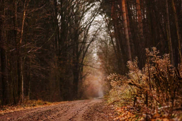 神秘的な秋の道 神秘的な秋の森の中の道 — ストック写真