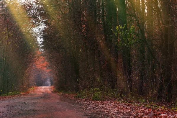 魔法の秋の森の道 素敵な夢のような秋の森 幻想的な秋の森の風景 — ストック写真