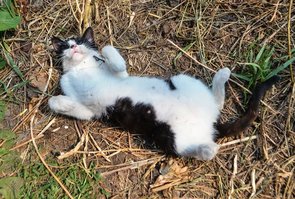 村里的猫在农场休息 村里好奇的猫农场猫享受阳光 — 图库照片