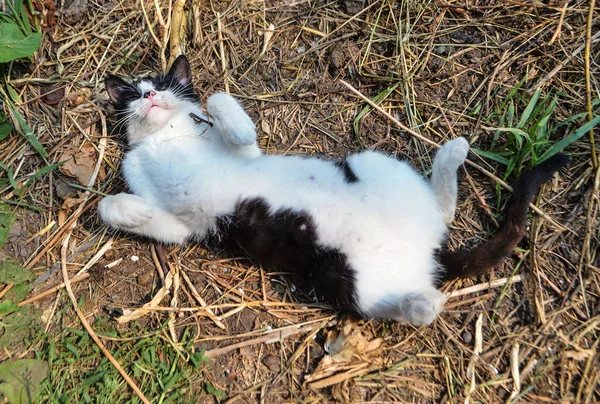 Dorpskat Rustend Boerderij Nieuwsgierige Kat Het Dorp Boerderijkat Geniet Van — Stockfoto