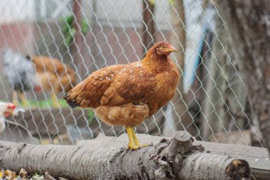Tavuklar dışarıda yürüyor. Arka bahçedeki sarı çimenli tavuklar. Renkli sonbahar arka planında tavuklar.