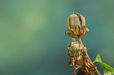 Kışın Hibiscus tohumları. Kahverengi ve kuru amber tohumları. Çekirdekli Hibiscus meyvesi 