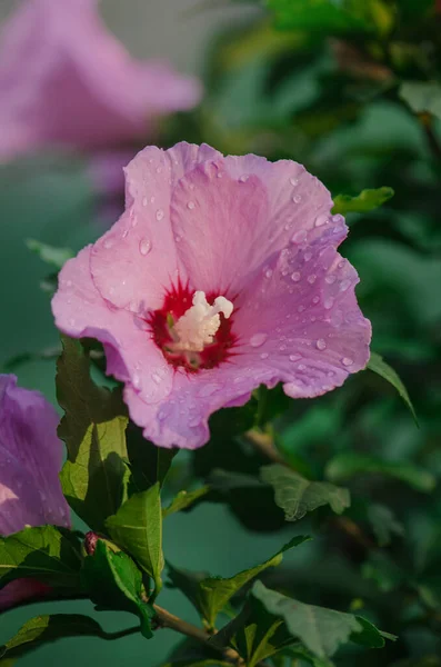 Hibiscus Rose Sinensis Hibiscus Bloem Chinese Hibiscus Bloemenwinkel — Stockfoto
