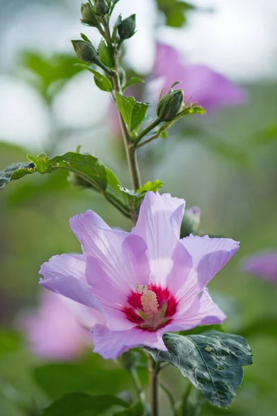 Kleurrijke Roze Hibiscus Bloei Rose Hibiscus Met Wazig Zacht Licht — Stockfoto