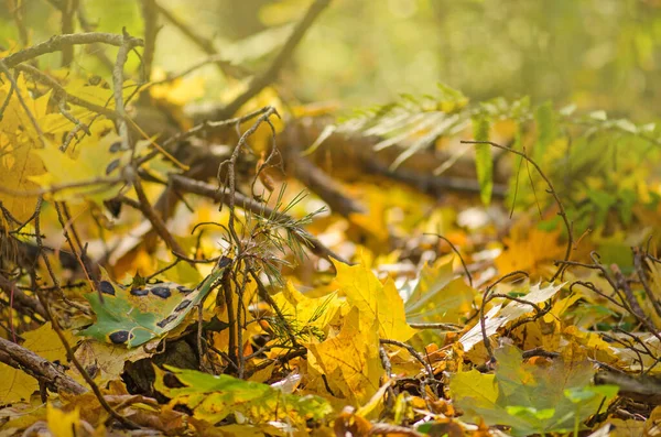 Разноцветные Листья Солнечном Утреннем Свете Осенью Листья Фона Солнечный День — стоковое фото