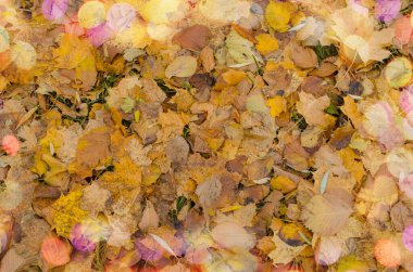 Renkli sonbahar yaprakları. Sonbahar yaprakları arka plan. Sonbahar renkli yapraklar. Sonbahar arkaplanı bırakır