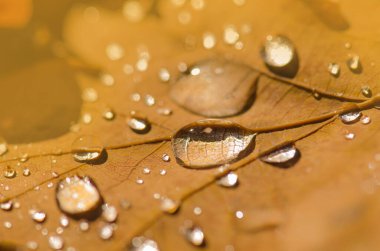 Sarı meşe yaprakları yerde. Sonbahar meşe yaprakları sonbaharda sonbahar meşe yaprakları. Sonbahar meşesi yaprakları arka plan