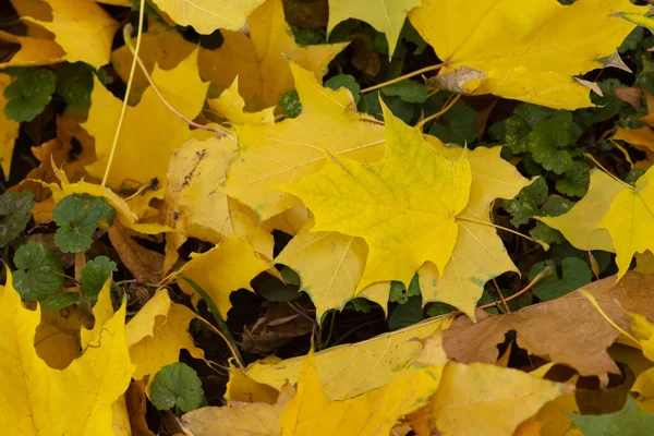 Bunte Ahornblätter Sonnigen Morgenlicht Bunte Herbst Ahorn Blätter Hintergrund Einem — Stockfoto