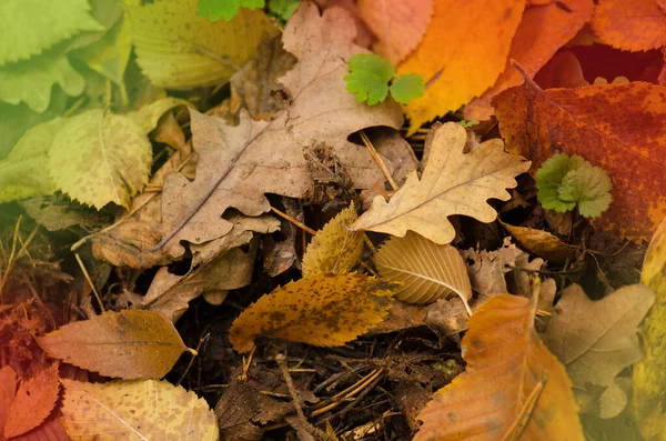 Zonnige Herfst Achtergrond Kleurrijke Mooie Herfst Bladeren Textuur — Stockfoto