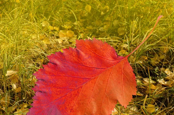 Tapis Feuilles Forêt Tombées Fond Avec Des Feuilles Automne Colorées — Photo