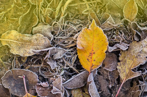 Der Herbst Blättert Der Sonne Herbst Herbst Bunten Hintergrund Herbstblattfall — Stockfoto