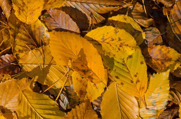 Colorful Fallen Autumn Leaves Autumn Leaves Background Autumn Colorful Leaves — Stock Photo, Image