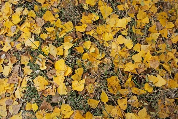 Autunno Fogliame Soleggiato Sfondo Autunnale Sull Erba Luce Mattutina Soleggiata — Foto Stock