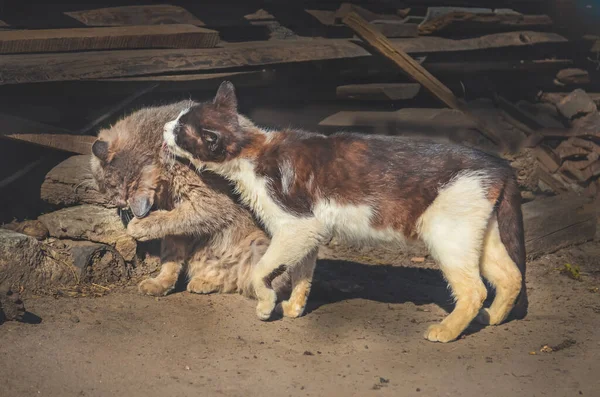 Homeless wild cats on dirty street.  Stray cats  in the city. Group homeless cats. Friendly cats on the street.