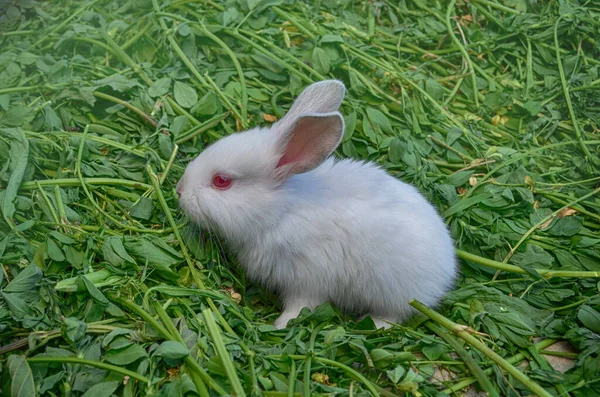 Conejo Blanco Bebé Conejo Blanco Una Hierba — Foto de Stock