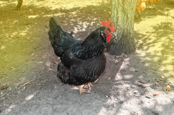 Galinha Preta Fundo Embaçado Galinha Negra Perto Quinta Feche Frango — Fotografia de Stock