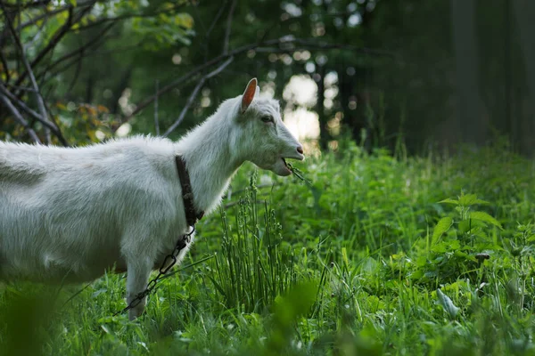 Vit Get Gården Sommaren Husdjur Get Stå Lång Sommar Gräs — Stockfoto