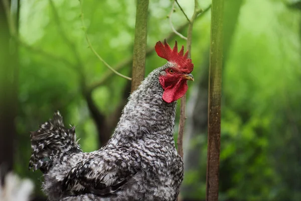 Oiseau Coq Marqué Position Rapprochée Coq Bigarré Sur Fond Flou — Photo