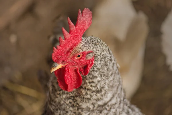 Курица Клетке Биологические Цыплята Курятнике Крупным Планом — стоковое фото