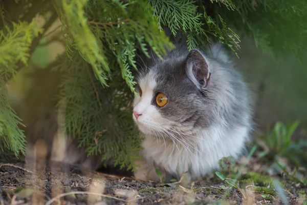 Katten Naturen Katt Som Hviler Gresset Sommeren Katten Hagen Ung – stockfoto