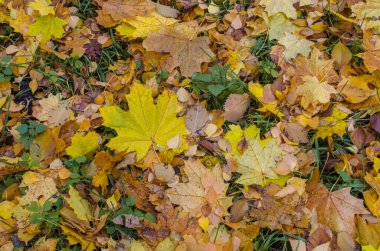 Güneşli sabah ışığında çok renkli akçaağaç yaprakları. Çimlere düşen sonbahar yaprakları. Sonbahar yaprakları arka plan 
