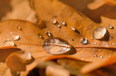Sarı, kahverengi, turuncu meşe yaprakları. Ormanda meşe yaprağı var. Sonbaharda sonbahar meşe yaprakları. Sonbahar meşesi yaprakları arka plan