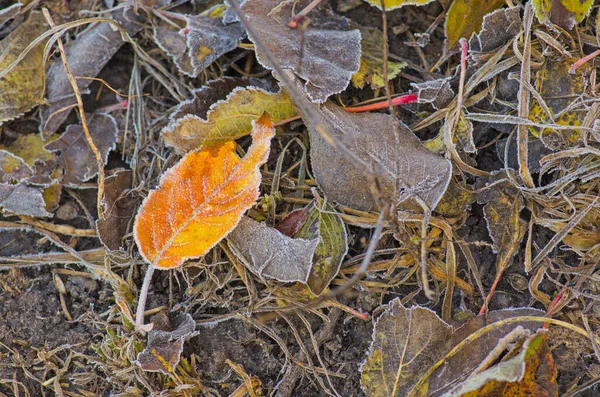 Colorful Foliage Sunny Woods Autumn Natural Background Texture Colorful Leaves — Stock Photo, Image