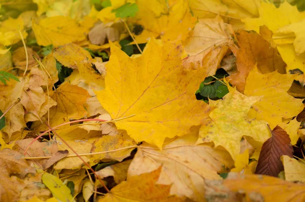 秋の紅葉のカラフルな背景 秋の紅葉が地面に横たわっています 多色のカエデの葉 紅葉の背景 — ストック写真