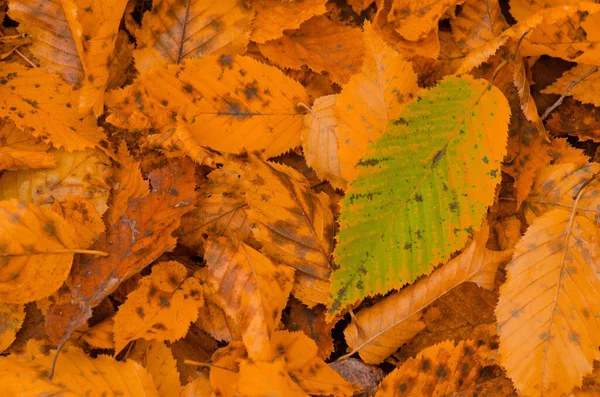 누렇게 떨어지는 나뭇잎들 떨어져 — 스톡 사진