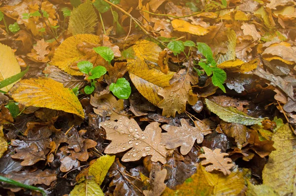 Gelbe Eichenblätter Auf Einem Boden Herbst Eiche Blätter Hintergrund Herbst — Stockfoto