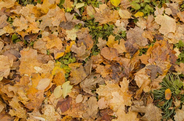 Herbst Bunte Blätter Hintergrund Einem Morgen Der Herbst Hinterlässt Spuren — Stockfoto