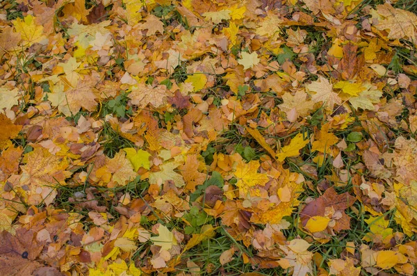 Herbst Bunte Blätter Hintergrund Einem Morgen Der Herbst Hinterlässt Spuren — Stockfoto