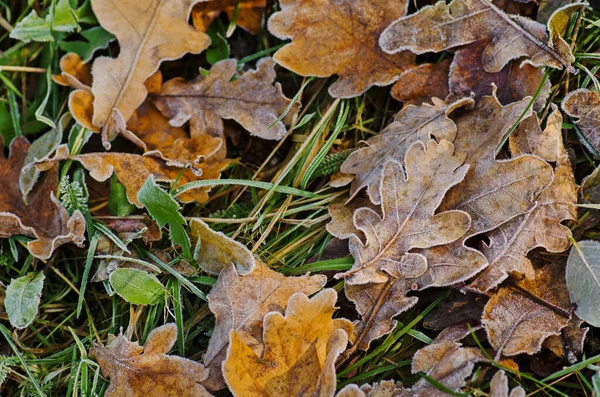 Kleurrijke Herfstbladeren Herfst Bladeren Achtergrond Herfst Kleurrijke Bladeren Vallende Herfst — Stockfoto