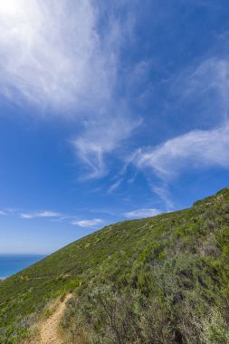 orman çalılar ve mavi gökyüzü ile yol