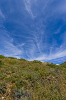 orman çalılar ve mavi gökyüzü ile yol