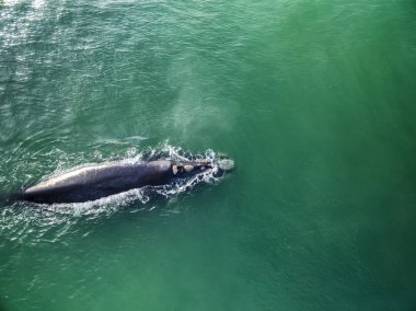 Hermanus Güney gerçek balinası