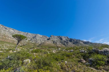 Cape town Masa Dağı