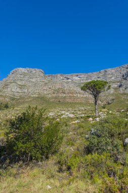 Cape town Masa Dağı